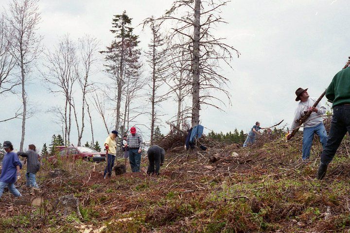 tree planting, PEI, Stuart Hickox