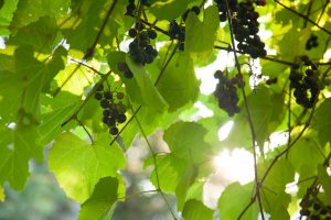 Concord grapes at Walden cabin