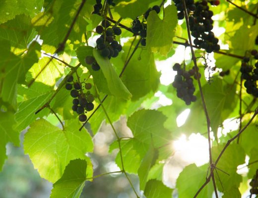 Concord grapes at Walden cabin